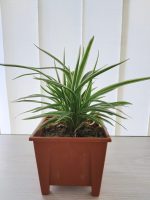 Spider plant ( Indoor plant ) - Image 2