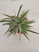 Spider plant ( Indoor plant ) - Image 3