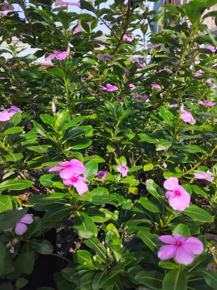 Noyontara Pink Flower, Plant