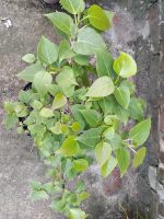 Pakur Bonshai Plant - Image 3
