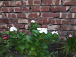 Noyontara White Flower, Plant