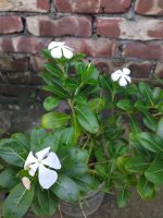 Noyontara White Flower, Plant - Image 2